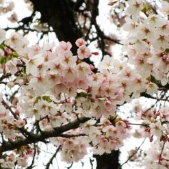 Yoshino Cherry Tree 8 Yoshino Cherry Tree -Brighter Blooms Sales Yoshino Cherry 6 BB