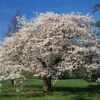 Yoshino Cherry Tree -Brighter Blooms Sales Yoshino Cherry BB 600x600 013adca6 fd3c 4be6 acdb d85bb18add9a