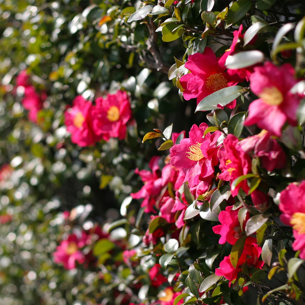 Yuletide Camellia Shrub 6 Yuletide Camellia Shrub - Image 4
