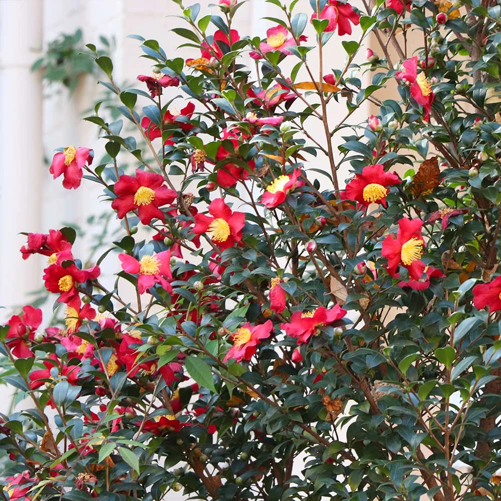 Yuletide Camellia Shrub 4 Yuletide Camellia Shrub - Image 2