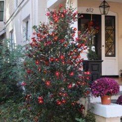 Yuletide Camellia Shrub 8 Yuletide Camellia Shrub -Brighter Blooms Sales Yuletide Camellia 4 BB