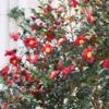 Yuletide Camellia Shrub -Brighter Blooms Sales Yuletide Camellia BB 600x600 231cc889 d3eb 4c92 b351 726aedbaeb14