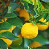 Yuzu Tree -Brighter Blooms Sales Yuzu Citrus BB 600x600 7772497d 6d0d 427d 9803 494a5c769c72