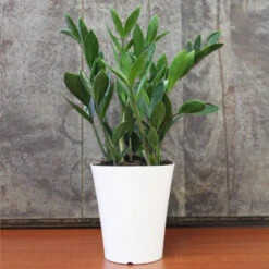 ZZ Plant 11 ZZ Plant -Brighter Blooms Sales ZZplant 2