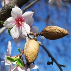 NE Plus Almond Tree 7 NE Plus Almond Tree -Brighter Blooms Sales almond neplus3 400 01