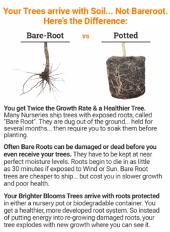 Azurri Blue Satin® Rose Of Sharon Althea Tree -Brighter Blooms Sales bareroot vs potted 2018 mz 400 16