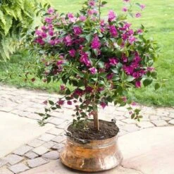 Purple Queen Bougainvillea Shrub -Brighter Blooms Sales bougainvillea purple travis 400 01