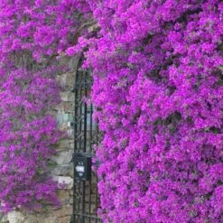 Purple Queen Bougainvillea Shrub -Brighter Blooms Sales bougainvillea purple2 400 01