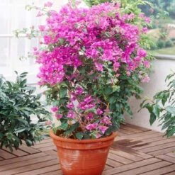 Purple Queen Bougainvillea Shrub -Brighter Blooms Sales bougainvillea purplequeen 5 400 01