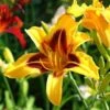 Blackeyed Stella Daylily -Brighter Blooms Sales daylily 220