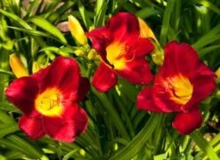 Pardon Me Daylily -Brighter Blooms Sales daylily pardon me 1 400