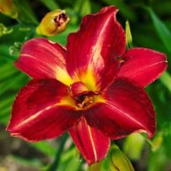 Pardon Me Daylily -Brighter Blooms Sales daylily pardon me 2 400