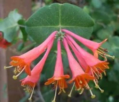 Scarlet Honeysuckle Vine 8 Scarlet Honeysuckle Vine -Brighter Blooms Sales honeysuckle scarlet 1 400 01
