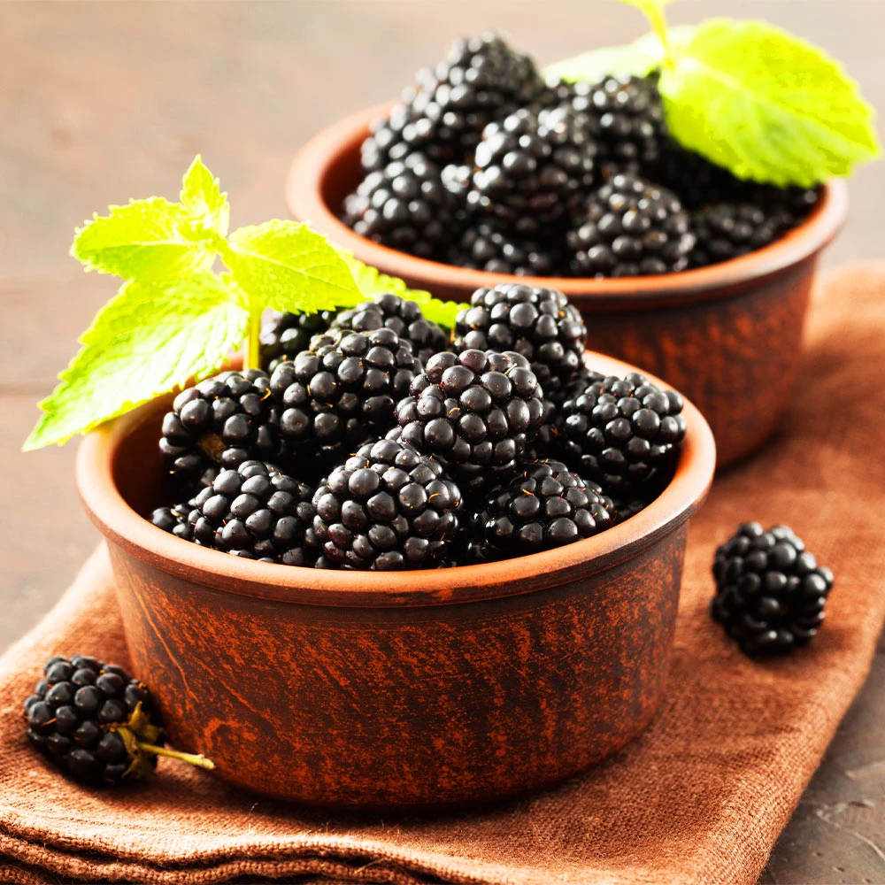 Kiowa Blackberry Bush 5 Kiowa Blackberry Bush - Image 3