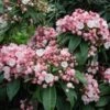 Olympic Fire Mountain Laurel Shrub 1 Olympic Fire Mountain Laurel Shrub -Brighter Blooms Sales laurel 220 01