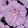 Lavender Rose Of Sharon Althea Shrub 1 Lavender Rose Of Sharon Althea Shrub -Brighter Blooms Sales lav hib 220