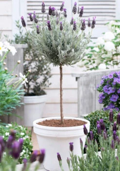 Lavender Standard Topiary Tree -Brighter Blooms Sales lavender topiary 600