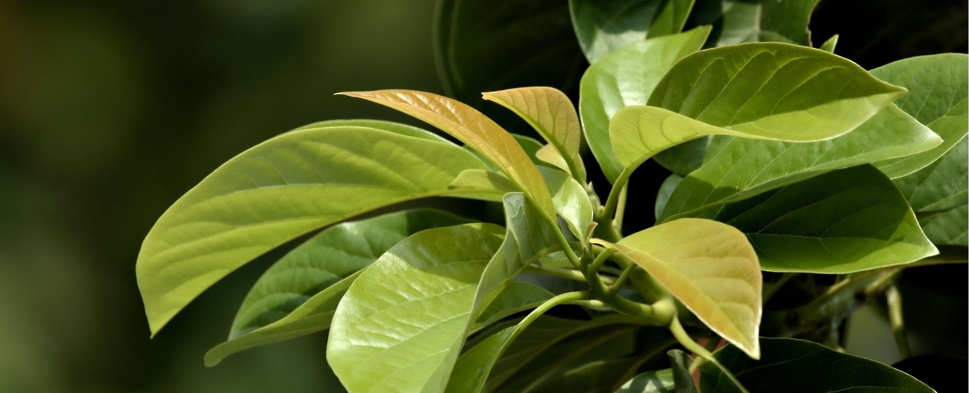 Brighter Blooms Sales 18 Brighter Blooms Sales -Brighter Blooms Sales leaves 7990630 1920