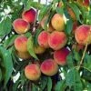 Majestic Peach Tree -Brighter Blooms Sales majestic peach 220