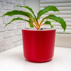 Rare House Plant Kit -Brighter Blooms Sales mandarin 1 52e0b640 93e5 4902 8fac a10a43cf908b