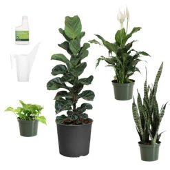 New Apartment House Plant Kit