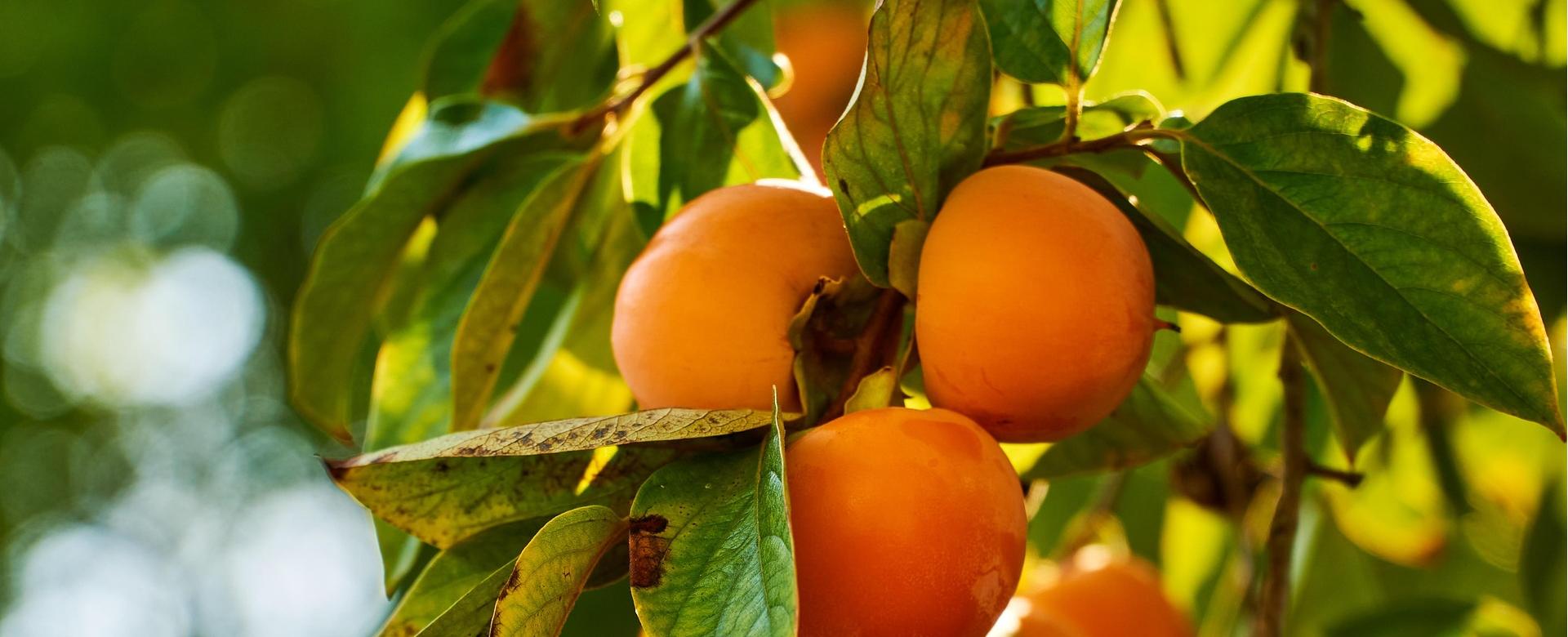 Brighter Blooms Sales 1 Brighter Blooms Sales -Brighter Blooms Sales persimmons 6735325 1920