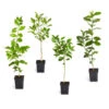 Citrus Tree Variety Kit 2 Citrus Tree Variety Kit -Brighter Blooms Sales pkg 1 Mey Persian Lime Calomon Navel 1 2 1QT 600x600 1e8de3b7 70e0 497f a96d ce3392e14619