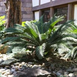 New Products -Brighter Blooms Sales sago palm 10 BB