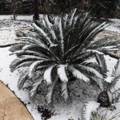 Sago Palm Tree 15 Sago Palm Tree -Brighter Blooms Sales sago palm 8 BB