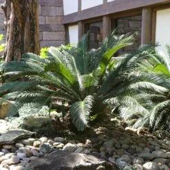 Sago Palm Tree