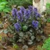 Black Scallop Ajuga Plant 1 Black Scallop Ajuga Plant -Brighter Blooms Sales scallop 220