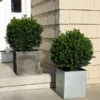 Sprinter® Boxwood Shrub -Brighter Blooms Sales sprinter boxwood BB 600x600 b24a5902 adf3 4666 bd8c 950534f9e3e2