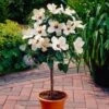 White Tropical Hibiscus Tree 2 White Tropical Hibiscus Tree -Brighter Blooms Sales white hibiscus tree 220