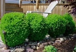 Winter Gem Boxwood Shrub -Brighter Blooms Sales wintergem1 400 01