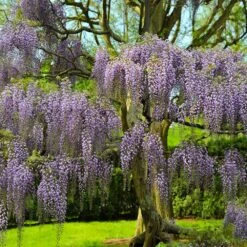 Purple Wisteria Tree -Brighter Blooms Sales wisteria tree 5 BB